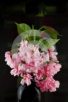 Beautiful cherry blossom flowers branch decorated in a vase