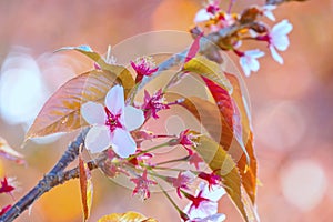 Beautiful Cherry Blossom Flowers at Heian Jingu Shrine During Spring