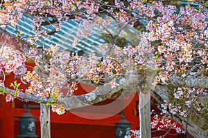 Beautiful Cherry Blossom Flowers at Heian Jingu Shrine During Spring