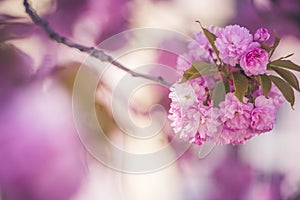 Beautiful cherry blossom flowers sakura in spring time over blue sky. Japan Obuse-machi, Nagano Prefecture.