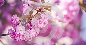 Beautiful cherry blossom flowers sakura in spring time over blue sky. Japan Obuse-machi, Nagano Prefecture.