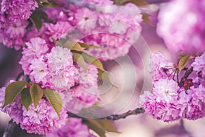 Beautiful cherry blossom flowers sakura in spring time over blue sky. Japan Obuse-machi, Nagano Prefecture.