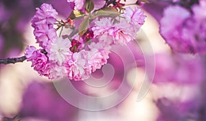 Beautiful cherry blossom flowers sakura in spring time over blue sky. Japan Obuse-machi, Nagano Prefecture.