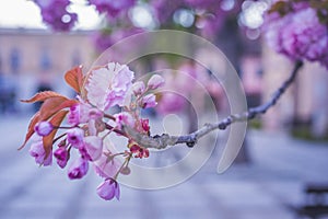 Beautiful cherry blossom flowers sakura in spring time over blue sky. Japan Obuse-machi, Nagano Prefecture.