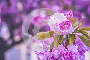 Beautiful cherry blossom flowers sakura in spring time over blue sky. Japan Obuse-machi, Nagano Prefecture.