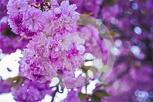 Beautiful cherry blossom flowers sakura in spring time over blue sky. Japan Obuse-machi, Nagano Prefecture.