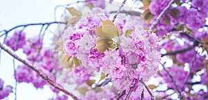 Beautiful cherry blossom flowers sakura in spring time over blue sky. Japan Obuse-machi, Nagano Prefecture.