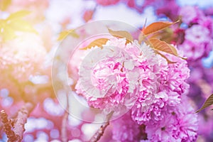 Beautiful cherry blossom flowers sakura in spring time over blue sky. Japan Obuse-machi, Nagano Prefecture.