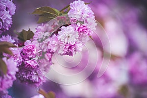 Beautiful cherry blossom flowers sakura in spring time over blue sky. Japan Obuse-machi, Nagano Prefecture.