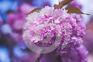 Beautiful cherry blossom flowers sakura in spring time over blue sky. Japan Obuse-machi, Nagano Prefecture.