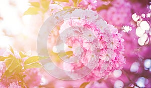 Beautiful cherry blossom flowers sakura in spring time over blue sky. Japan Obuse-machi, Nagano Prefecture.