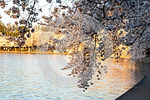 Beautiful cherry blossom flowers in Washington DC