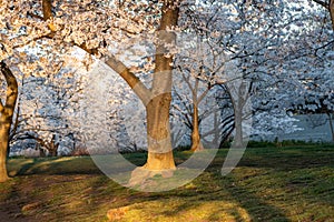 Beautiful cherry blossom flowers in Washington DC