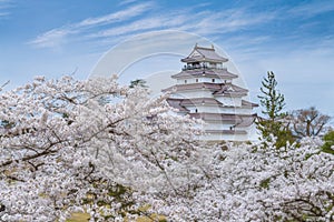 Beautiful cherry blossom full blooming around the Tsurugajo castle.