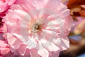 Beautiful cherry blossom macro pink flower