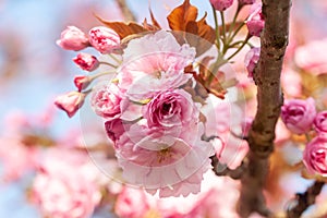 Beautiful cherry blossom macro pink flower