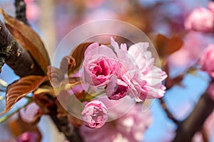 Beautiful cherry blossom macro pink flower