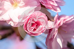 Beautiful cherry blossom macro pink flower