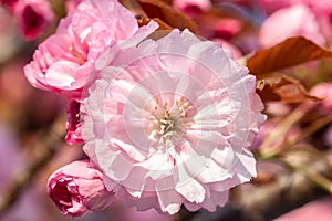 Beautiful cherry blossom macro pink flower