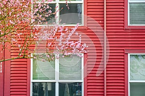 Beautiful cherry blossom near windows with blinds of two story townhouse in Seattle, Washington