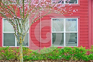 Beautiful cherry blossom near windows with blinds of two story townhouse in Seattle, Washington