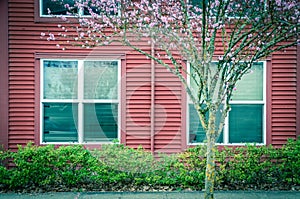 Beautiful cherry blossom near windows with blinds of two story townhouse in Seattle, Washington