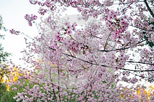 Beautiful cherry blossom at Peter F. Schabarum Regional Park