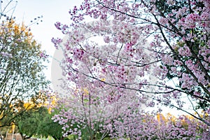 Beautiful cherry blossom at Peter F. Schabarum Regional Park
