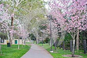 Beautiful cherry blossom at Peter F. Schabarum Regional Park