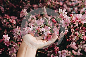 Beautiful Cherry blossom , pink sakura flower