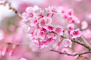 Beautiful Cherry blossom , Pink sakura flower