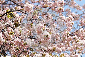 Beautiful cherry blossom , pink sakura flower blooming