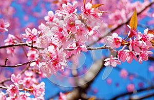 Beautiful cherry blossom, pink sakura flower with blue sky in spring.