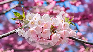 Beautiful cherry blossom, pink sakura flower in breathtaking Thailand