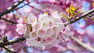 Beautiful cherry blossom, pink sakura flower in breathtaking Thailand