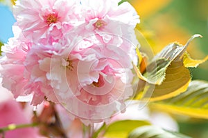 Beautiful cherry blossom , pink sakura flower on nature background