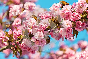 Beautiful cherry blossom , pink sakura flower on nature background