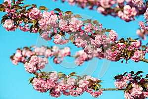 Beautiful cherry blossom , pink sakura flower on nature background