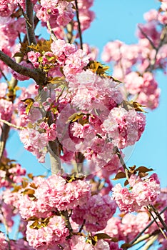Beautiful cherry blossom , pink sakura flower on nature background