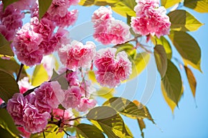 Beautiful cherry blossom , pink sakura flower on nature background