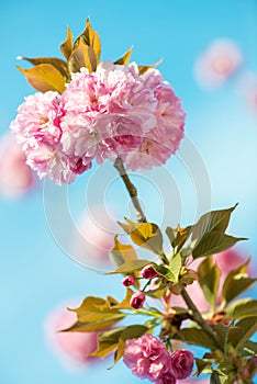 Beautiful cherry blossom , pink sakura flower on nature background