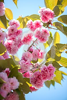 Beautiful cherry blossom , pink sakura flower on nature background