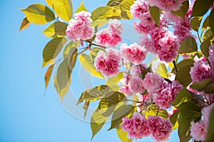 Beautiful cherry blossom , pink sakura flower on nature background