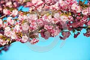 Beautiful cherry blossom , pink sakura flower on nature background