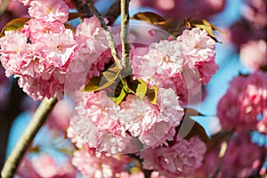 Beautiful cherry blossom , pink sakura flower on nature background