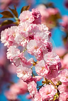 Beautiful cherry blossom , pink sakura flower on nature background