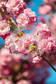 Beautiful cherry blossom , pink sakura flower on nature background