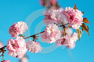 Beautiful cherry blossom , pink sakura flower on nature background