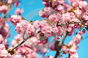 Beautiful cherry blossom , pink sakura flower on nature background