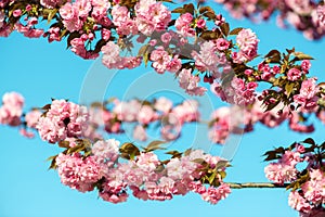 Beautiful cherry blossom , pink sakura flower on nature background